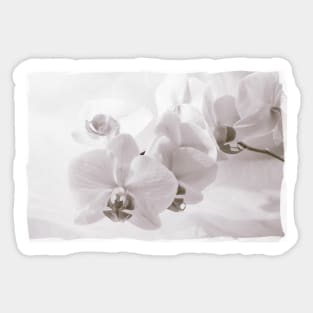 White Orchid Flower Sticker